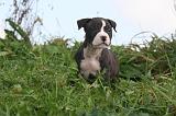 AMSTAFF  PUPPIES 266